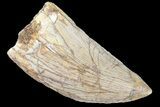 Serrated, Carcharodontosaurus Tooth - Real Dinosaur Tooth #85870-1